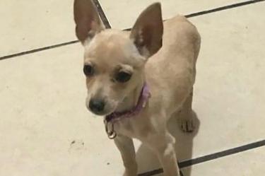 Así es "Chiquis" la perrita extraviada en Tamaulipas y por la que ofrecen una pizza de recompensa. Foto: Captura de pantalla