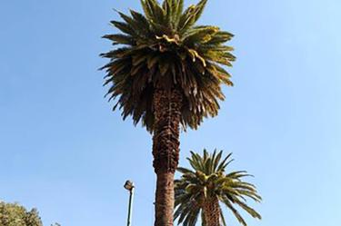 Despiden entre aplausos a La Palma de Paseo de la Reforma/@GobCDMX