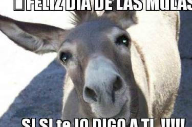 Meme con una mulita