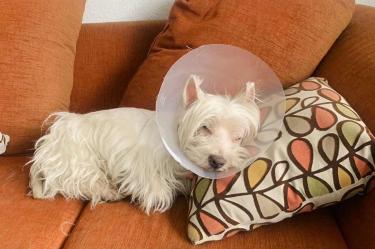 Kubrick con su collar isabelino