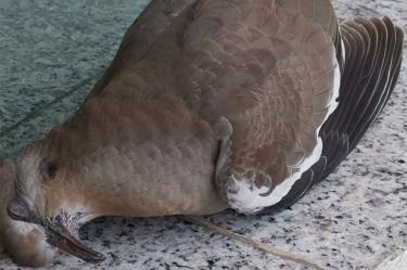 Aves aparecen muertas en varios puntos de Monterrey