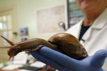 Un ejemplar de caracol terrestre africano gigante.