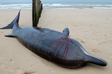 Una ballena herida y varada en una playa