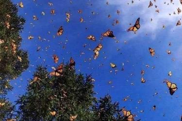 Mariposas monarcas en México.