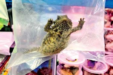 Los lagartos cornudos son vendidos con total impunidad en mercados del Valle de México y otros puntos. Foto: Especial