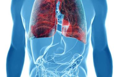 Pulmones