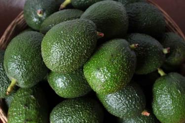 Aguacates en la imagen