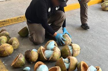 ¡Droga oculta en cocos! Así decomisó la FGR 300 kilos de fentanilo