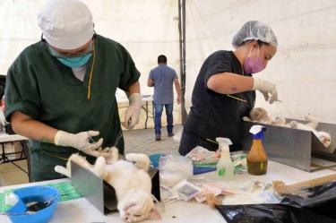 Animales esterilizados