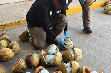 Llevaban droga escondida en cocos