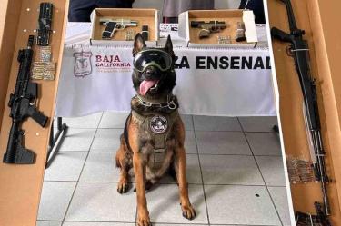Boris, agente canino de BC