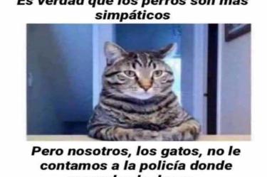 Día del gato