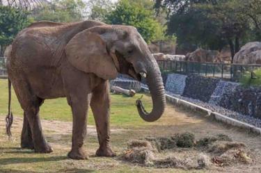 Un elefante en el zoológico La Pastora