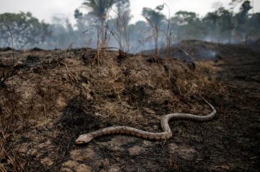 Serpientes en la selva. (Reuters)