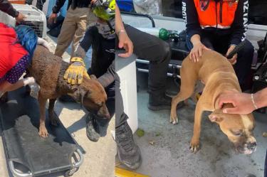 Rescatan a perritos enterrados en escombros tras explosión en Iztapalapa