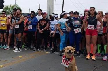 El Chicles, el perro maratonista de Tijuana