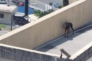 perro olvidado en una azotea