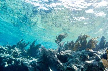Océano Atlántico Norte bate récord de temperatura