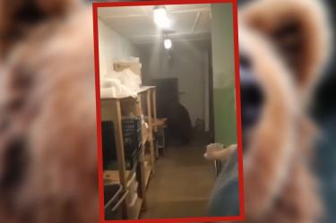 El oso se comió todo a su paso en la panadería. (Especial)
