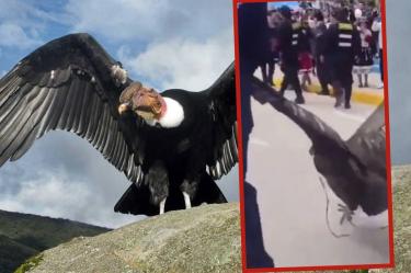 El ave fue arrastrado durante las calles de una localidad en Perú. (Especial)