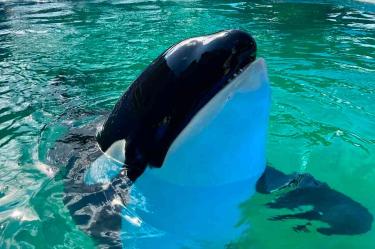 orca Lolita