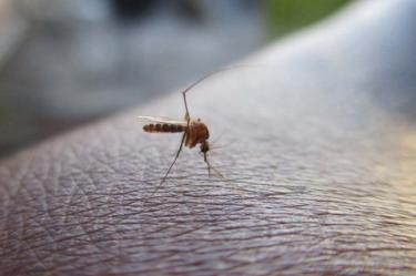 Mosquito vector del dengue