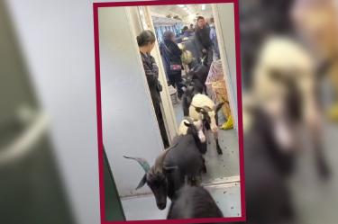 Las cabras viajaban en tren. (Especial)