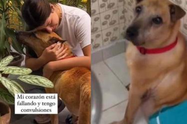 Joven comparte la despedida a su perrito antes de morir