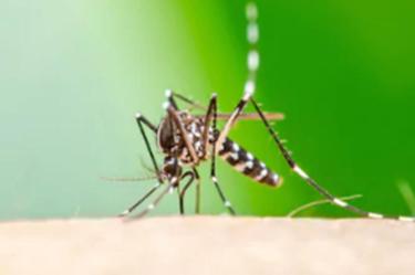 dengue