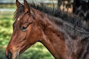 Un caballo