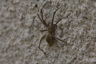 Una araña