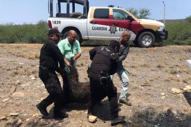 El oso negro muerto