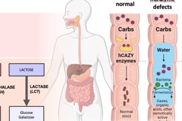 Gráfico que muestra las enzimas carbohidrato-activas humanas (hCAZymes) y su impacto en la digestión de carbohidratos, destacando los efectos de los defectos en estas enzimas en la salud intestinal.