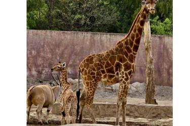Nombran 'Tafari' a cría de jirafa del Zoológico de San Juan de Aragón, CDMX.