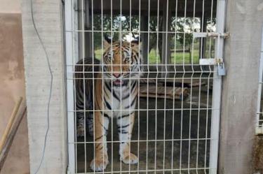 El tigre de bengala