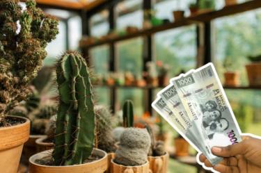 Multa millonaria por tener este cactus mexicano en casa