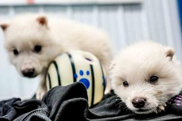 cachorros de Canis dirus