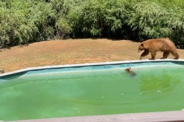 El par de osos fue captado en una piscina en un domicilio de Auburn. (Especial)