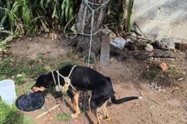Perrito rescatado, su dueña lo intento ahorcar