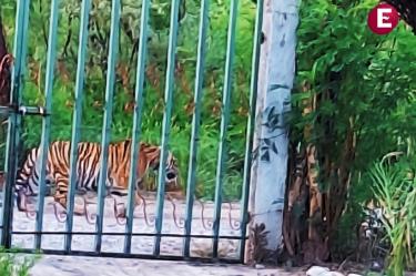 Tigre deambula en Nuevo León