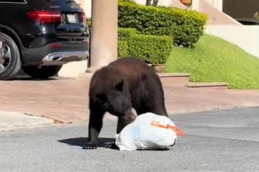 Oso pasea por calles de Monterrey