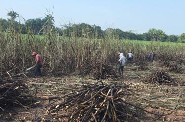 Productores denuncian que el azúcar se está quedando en sus bodegas.