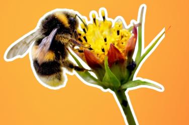 Día Mundial de las Abejas: ¿Qué pasaría si estos insectos se extinguen?