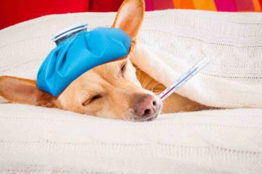 Síntomas de fiebre en perros