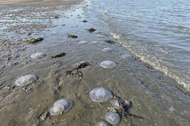 Han pasado 15 días desde la aparición de estos organismos marinos en la playa.