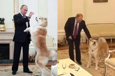 Los perros raza Akita inu son símbolo de lealtad y protección en Japón.