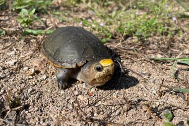 Profepa protección Tortuga Casquito de Vallarta