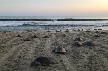 La Golfina es la tortuga marina más pequeña y abundante del mundo; en nuestro país está catalogada como “En Peligro de Extinción”.