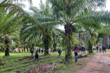 Un ataque armado en una finca de palma africana en Colón, Honduras, dejó al menos 14 muertos, en una región marcada por conflictos agrarios.