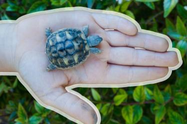 ¿Cómo cuidar una tortuga pequeña en casa?